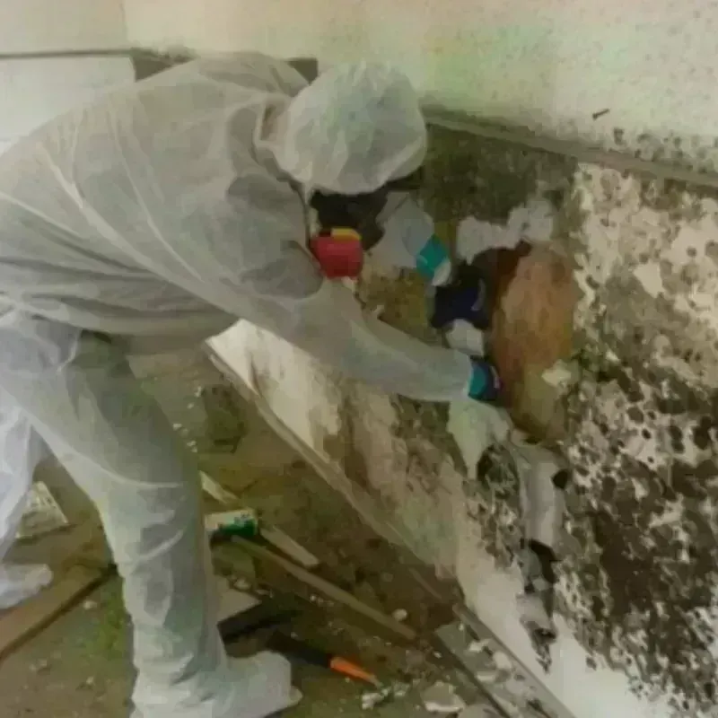 Mold Remediation and Removal in City of Salem, VA